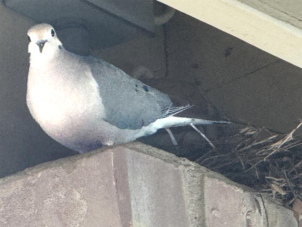 The doves and the demise of democracy