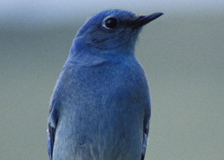 The bluebird of happiness (Jesse Achtenberg, US Fish & Wildlife Service, public domain)