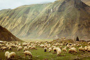 "A Wild Sheep Chase" By Yevgeniy Shpika