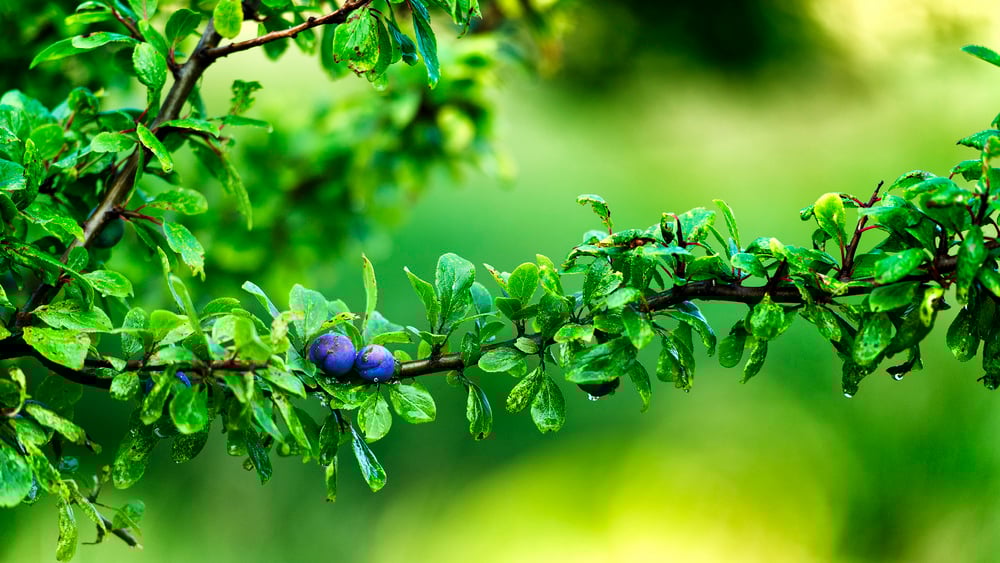 Image Source: Fruit of the Vine by Ian Livesey; CC 2.0