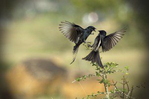 Vinoth Chandar The Drongo Love