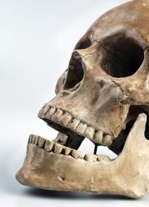 In both afterlives the skull and skeletons matter. So have this one.