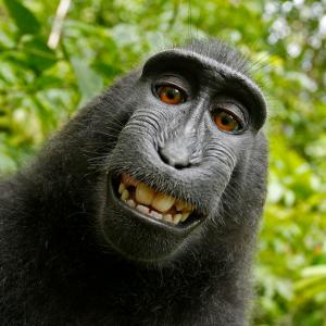 The Controversial Monkey Selfie