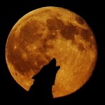 wolf full moon