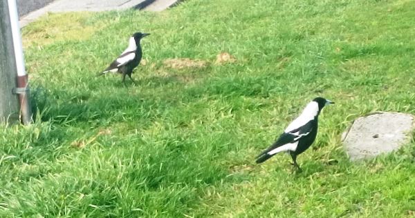 Aussie magpies