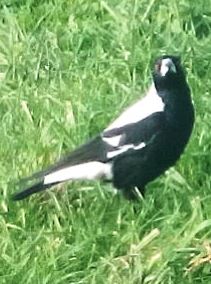 Magpie