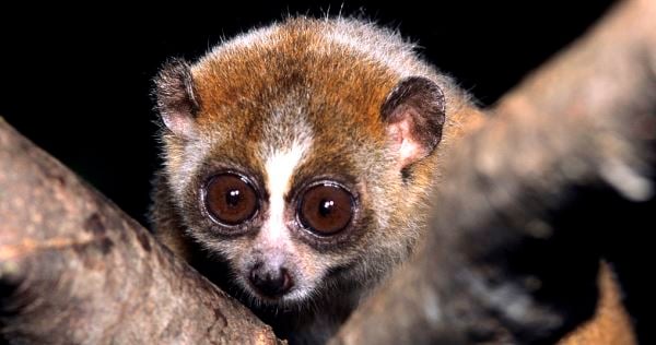 pygmy slow loris night animal