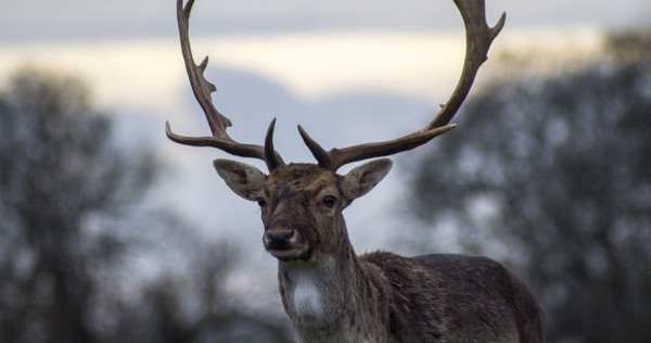 Hekate the hunter of stags