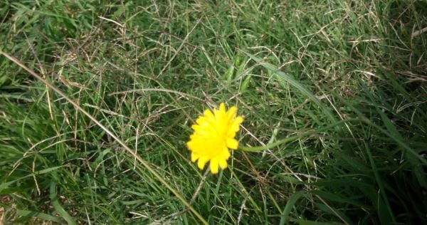 One lonely dandelion