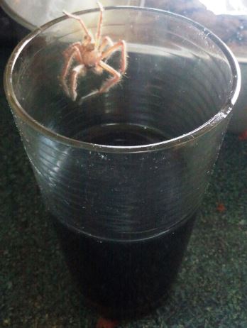 Not the spider coke drink I usually enjoy, but okay then.
