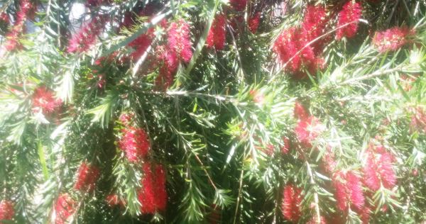 Red bottlebrush is a perfect symbol of summer