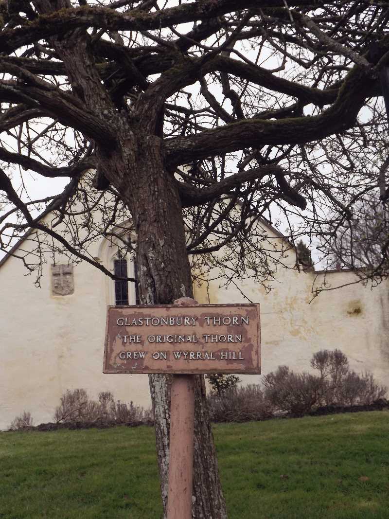 Glastonbury Holy Thorn, Glastonbury Abbey Grounds. Photo © Sorita d'Este, 2013