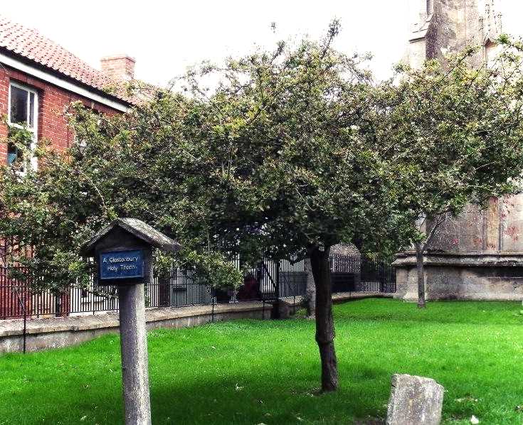 The Glastonbury Holy Thorn, St. John's Church, Glastonbury. Photo © Sorita d'Este, 2013