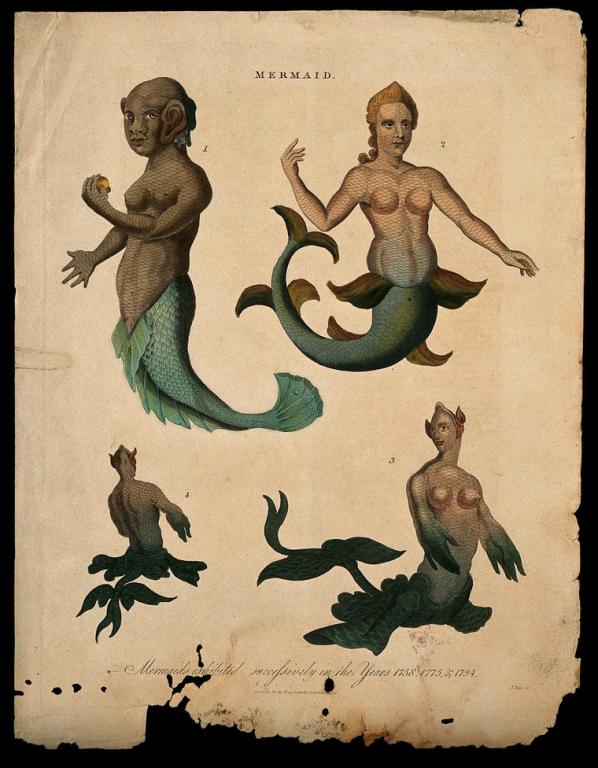 Mermaids are not human. 