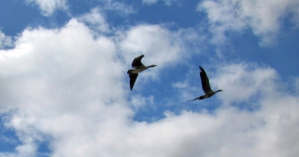 Canada geese flying free--cropped