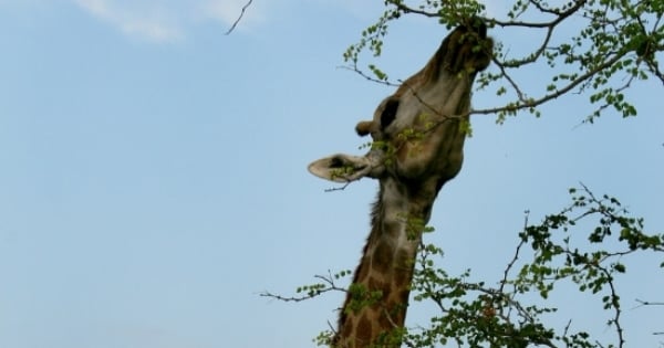 Evolution before Darwin: Lamarck.