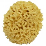 sponge