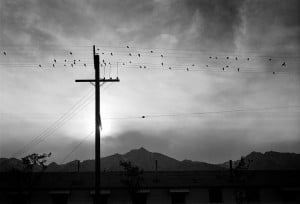 birds on wire ansel adams public domain