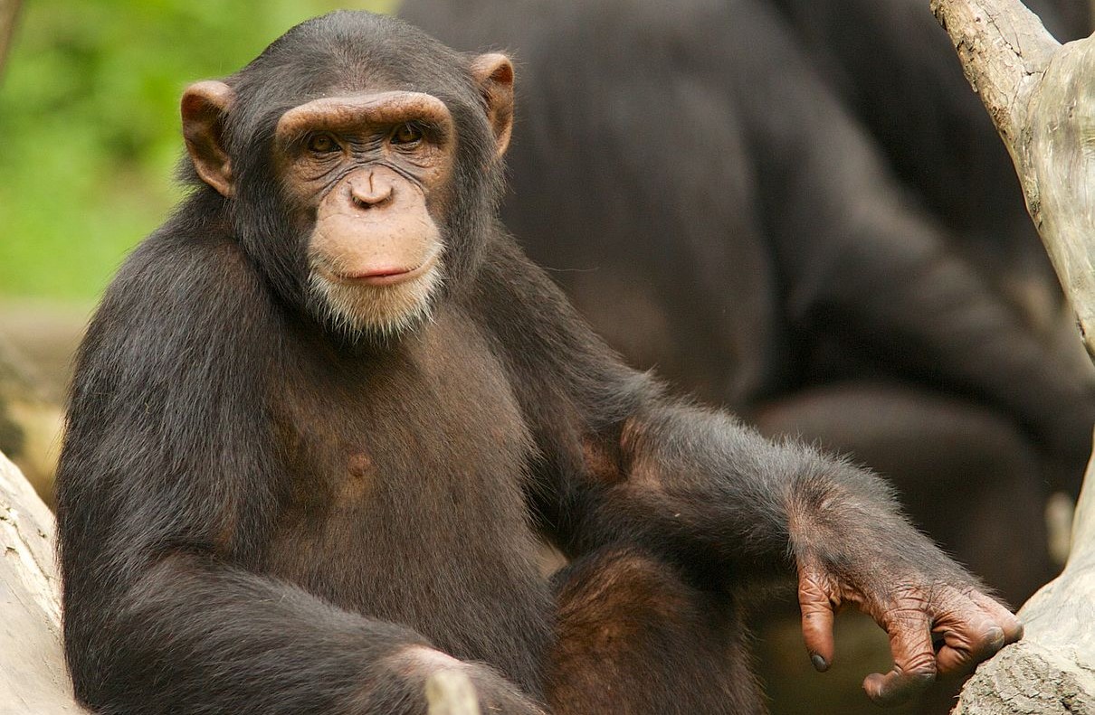 Обезьянка. Самые умные животные в мире. Интеллект животных фото. Chimpanzee.