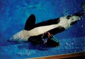 Orca_Sea_World