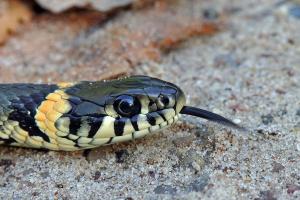 1200px-The_Grass_Snake_-_Natrix_natrix