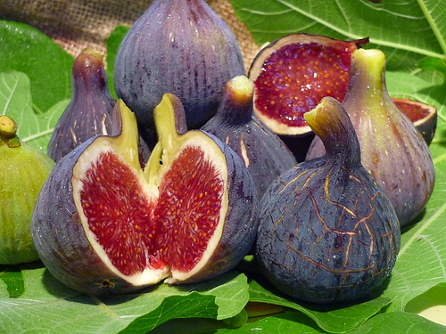 Those figs were metaphors for the sweet life I would find only when I found my way back Home at last...