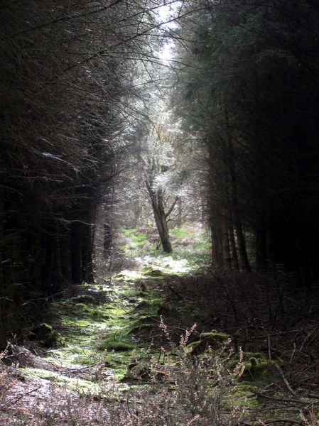 Description English: Light in the forest A shaft of sunlight through the dark forest of Coed Moel Famau highlights a single tree. Date 8 April 2009 Source From geograph.org.uk Author John S Turner (CC BY-SA 2.0)