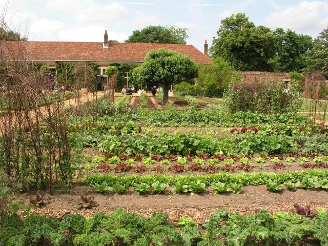 Description English: Vegetable garden at Ham House Estate. In the top left corner of TQ1772. Date 7 June 2003 Source From geograph.org.uk Author mym (CC BY-SA 2.0)
