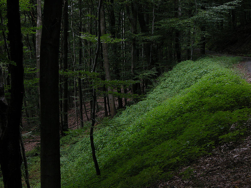 Description deep in the forest, St.Ingbert, Germany, Steinkopf Date	03.08.2007 Source	Own work Author	Oliver Herold (CC BY 3.0)