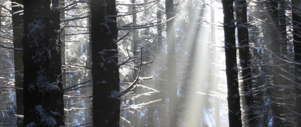 light beams through a winter forest