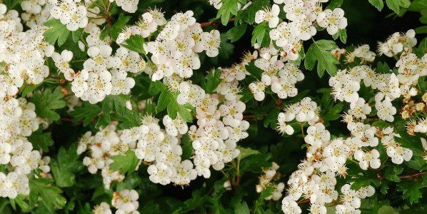 Hawthorn branch with clusters of small white flowers