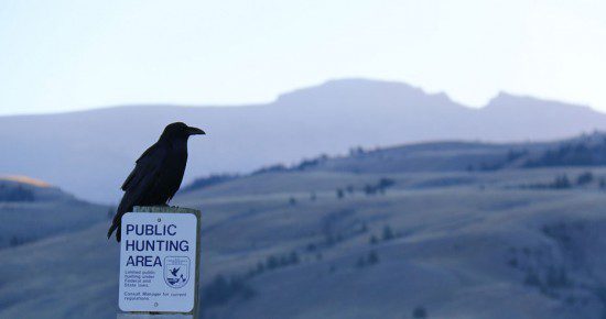 By USFWS Mountain-Prairie ("And the Raven Still is Sitting ...") [CC BY 2.0] Public Domain via Wikimedia Commons