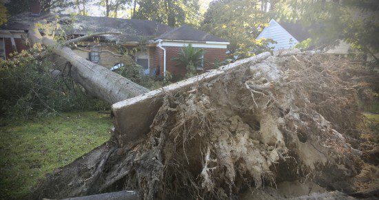 Wind felled a tree to crush a friend's house in Greenville, NC.