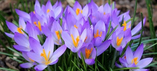 purple crocuses