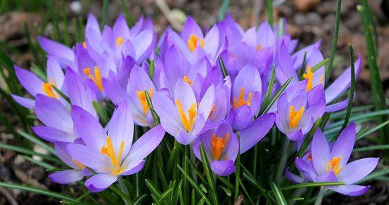 purple crocuses