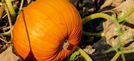 Pumpkin in a field