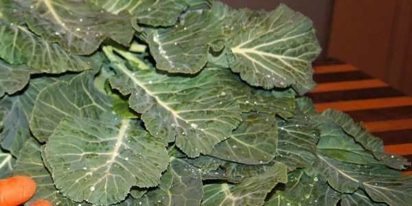 Fresh Collard Greens