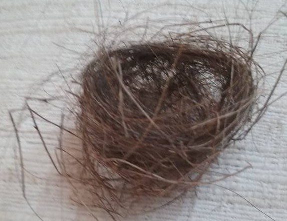 Horsehair birds nest - photo used with permission