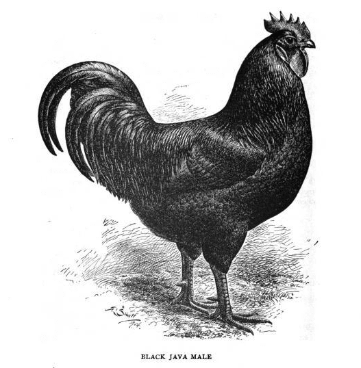 By the American Poultry Association [Public domain], via Wikimedia Commons
