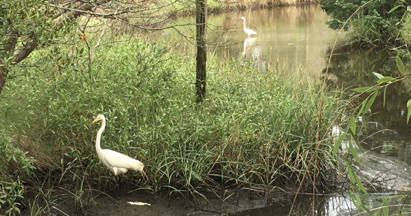 White herons hunting the canal behind our rental house the next morning. ~photo by Heron