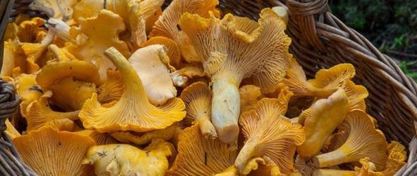 Fungus Aradia with Pappardelle Mushroom Recipe - Witch on Fire
