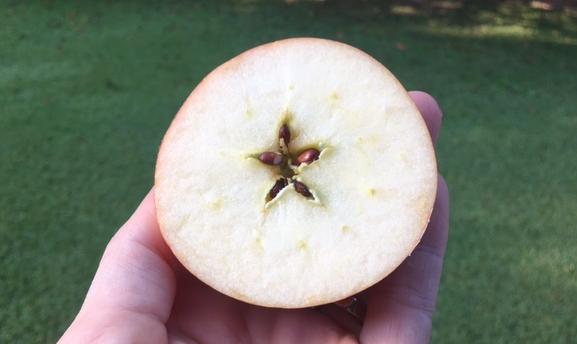 An Apple sliced transversely through the middle reveals the 5-pointed star made by the seeds. Photo by Heron Michelle