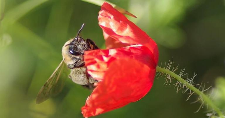 Bee on a Red Flower