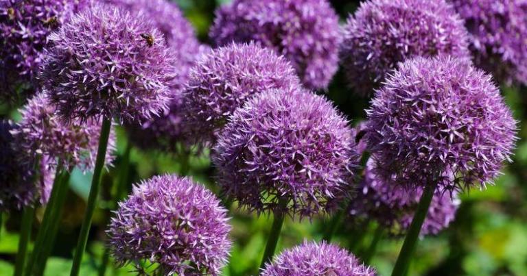 Alium Flowers