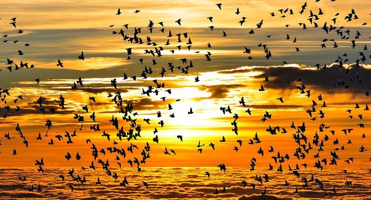 Autumn Dawn with Migrations of birds