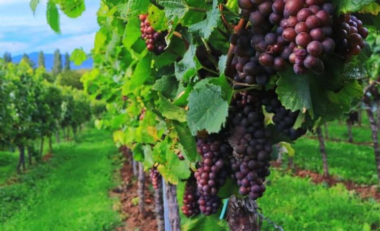 Autumn Harvest Field of Grapes