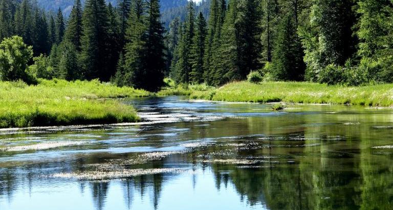 River flowing through forest