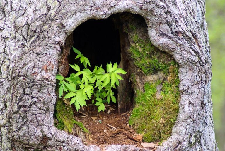 Rotten Heartwood of Tree grows new plants