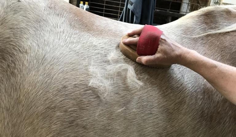 horsehair shedding while grooming