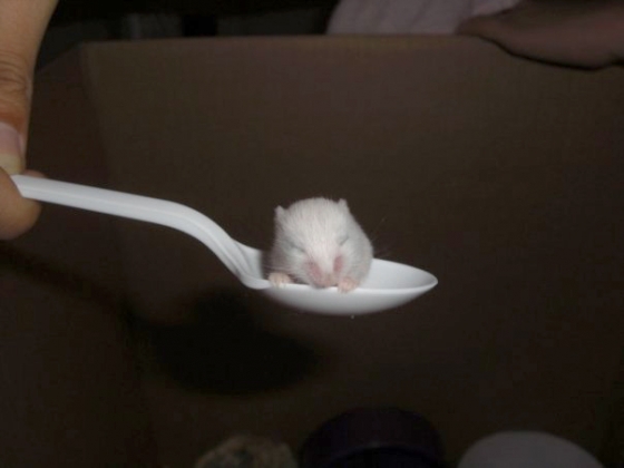 cute overload mouse in spoon